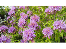 ������� ������-���������