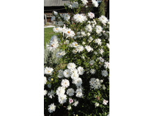 ����� ��������������� ���� ����