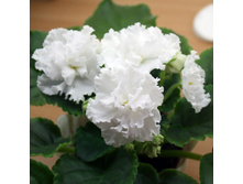 ����� �������