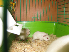 IMG 4283.JPG