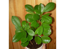 ����� ������������ ������� ( Microcarpe Moclame)