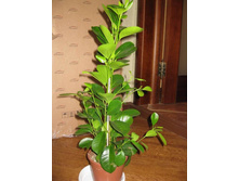 ����� ������������ ������� ( Microcarpe Moclame)- 350- 450 ���.