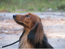 11895134 925716160828141 8728576979667032825 o.jpg