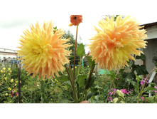 №49 ������ �� ���.JPG