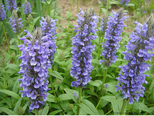 �������� �������