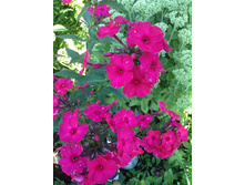 ����  �����������