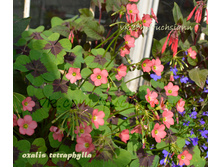 ������� ��������������