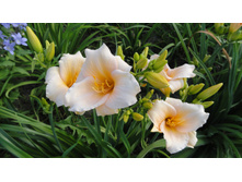 ���� ����