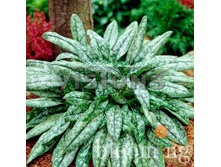 �������� ������ �����