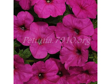 ������� Easy Wave Neon Rose ������� 80�