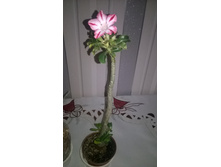 WP 20160313 14 30 10 Pro.jpg