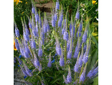 �������� ������ ��� ����