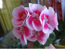 ����������