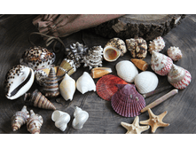 ���� ����� ���� �������, �������:191125,846�