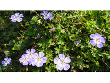 ������ ���� �����