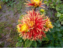 №42 ��� ��� ����.jpg