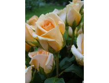 �������� 234���. (����� �������� ��� 11��.).jpg