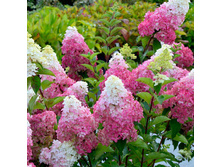 ���� ������ ���. ���� ��� No3 *