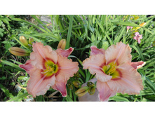 ������� ����� (2).JPG