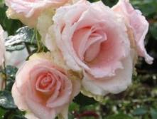 �������� 234���. (����� �������� ��� 10��.).jpg