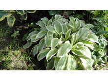 �������� ������� David War- ����� ����