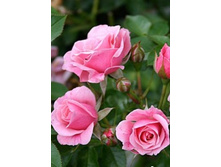 ���� ������� 234���. (����� �������� ��� 2��.).jpg