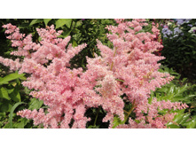 ����� �������