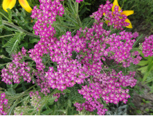 ������������� ���������