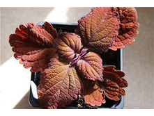 Main street Wall street