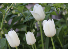 ������� ����� (�ϣ ����)