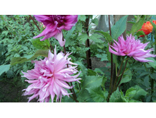 №70 �����.JPG