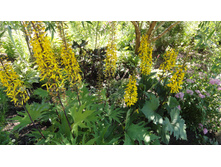 ��������� �������������