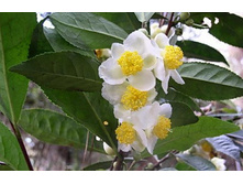 ��� .... ������....