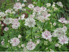 ��������� Sunningdale Variegated.JPG