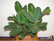 ����� ����������� ������ ( Ficus benghalensis Audrey ) -