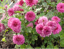 ���������� �������