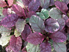 ������� �������� ����