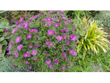 ����� �������� ������