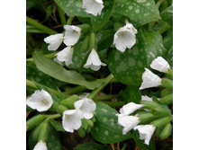 �������� �������� �����