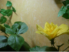 �������� ������