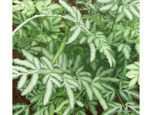 ������ ���������� (Pteris ensiformis) ����  Evergemiensis