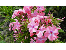 ������ ����