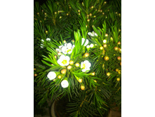 ���������� (Chamelaucium)