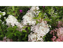 DSC00495 — �����.JPG