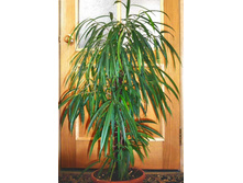 ����� ��� .... �� 500 ���.