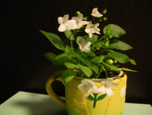IMG 4689.JPG