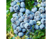 �������� �������.jpg