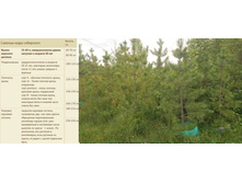 ������� ����� ���������� 190-210�� 14 500���.jpg