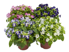 ������� ������ ���� 12�25. 199,5 ���.jpg