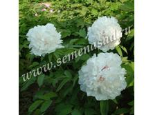 ���� ����������� ������� ����� ����� �����.jpg